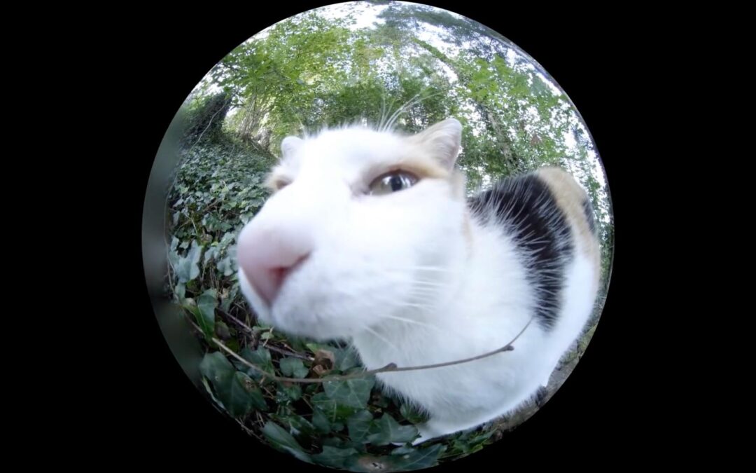 Kurze Videodoku – Ich bin eine Katze